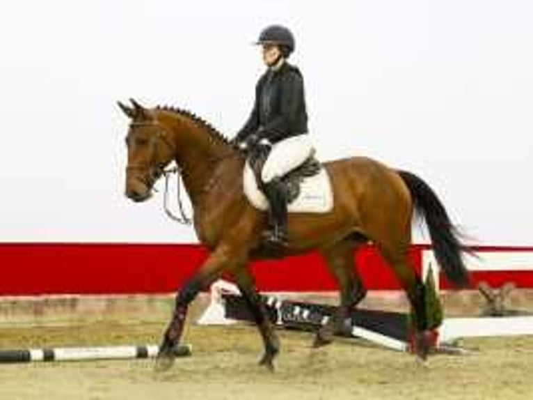 KWPN Castrone 4 Anni 167 cm Baio in Waddinxveen