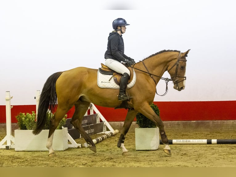 KWPN Castrone 4 Anni 167 cm Baio chiaro in Waddinxveen