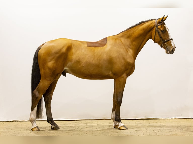 KWPN Castrone 4 Anni 167 cm Baio chiaro in Waddinxveen