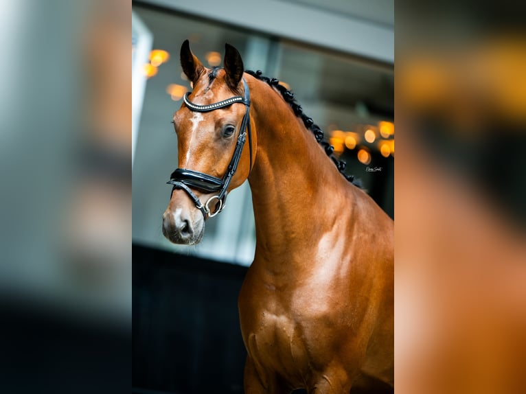 KWPN Castrone 4 Anni 167 cm Baio ciliegia in Mol