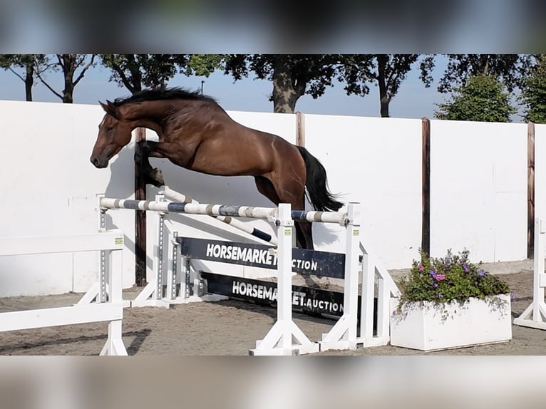KWPN Castrone 4 Anni 167 cm Baio ciliegia in Waddinxveen