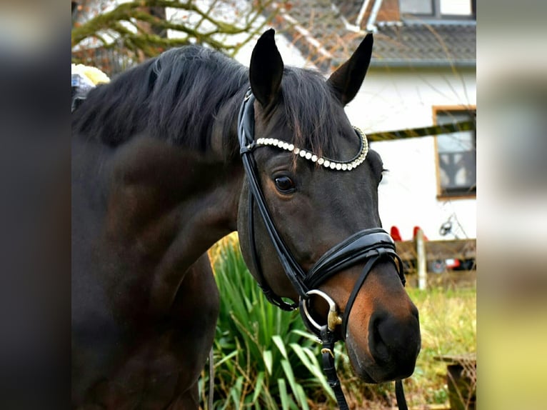 KWPN Castrone 4 Anni 167 cm Baio scuro in Neuss