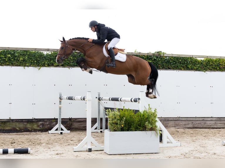 KWPN Castrone 4 Anni 167 cm Baio scuro in Waddinxveen KWPN Castrone 4 Anni 167 cm Baio scuro in Waddinxveen