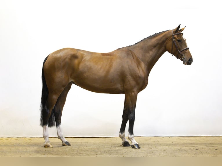 KWPN Castrone 4 Anni 167 cm Baio scuro in Waddinxveen KWPN Castrone 4 Anni 167 cm Baio scuro in Waddinxveen