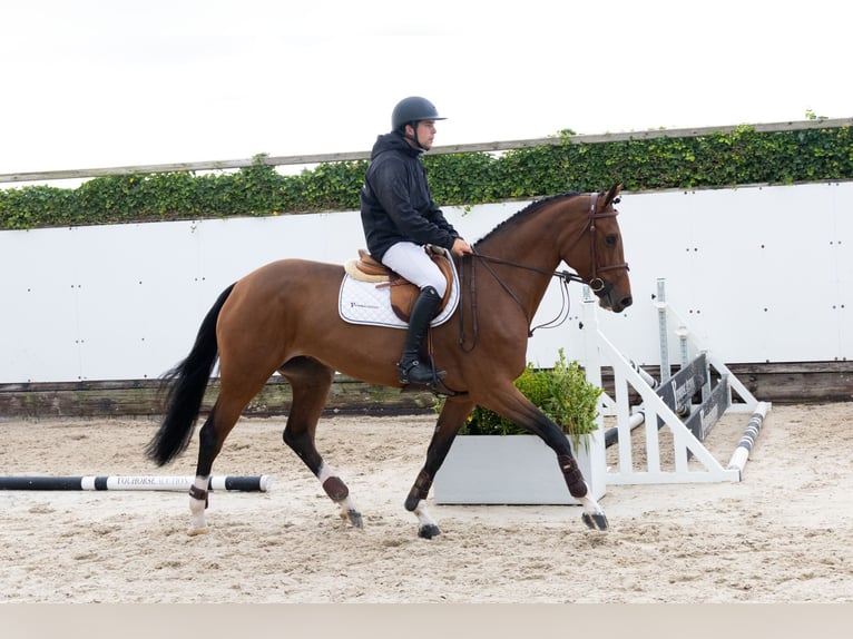 KWPN Castrone 4 Anni 167 cm Baio scuro in Waddinxveen KWPN Castrone 4 Anni 167 cm Baio scuro in Waddinxveen