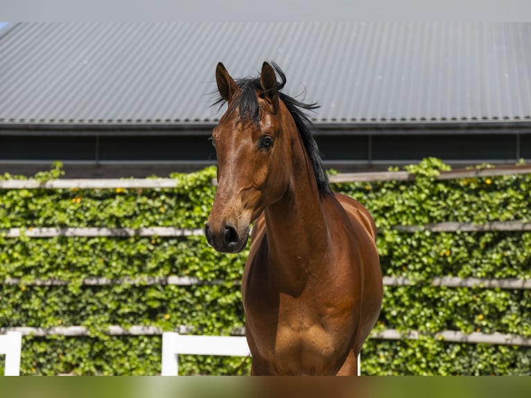 KWPN Castrone 4 Anni 167 cm in Waddinxveen