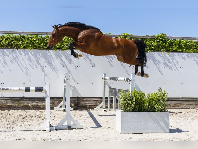 KWPN Castrone 4 Anni 167 cm in Waddinxveen
