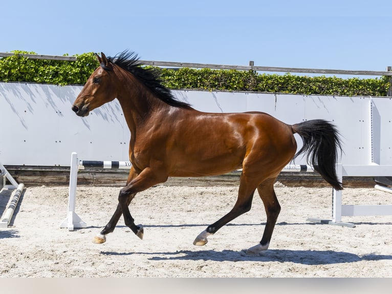 KWPN Castrone 4 Anni 167 cm in Waddinxveen