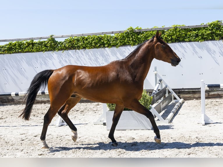 KWPN Castrone 4 Anni 167 cm in Waddinxveen