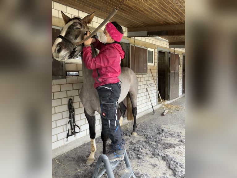 KWPN Castrone 4 Anni 167 cm Falbo baio in Villmar