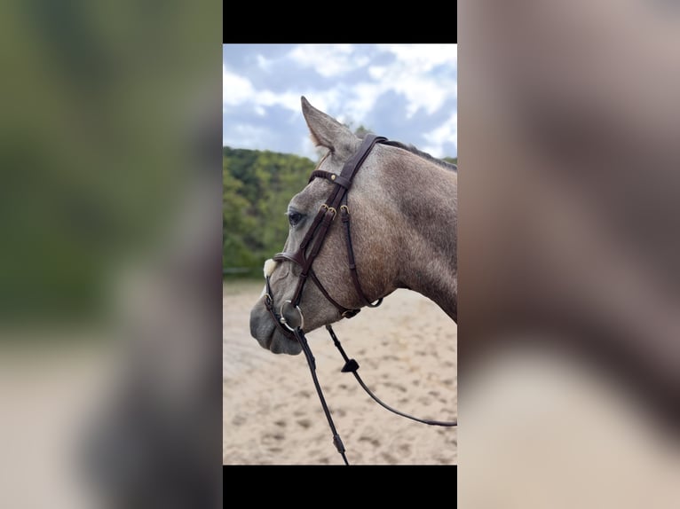 KWPN Castrone 4 Anni 167 cm Falbo baio in Villmar