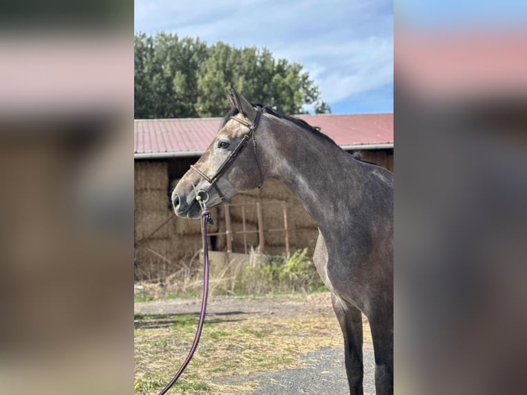 KWPN Castrone 4 Anni 167 cm Grigio in Saint-Nazaire