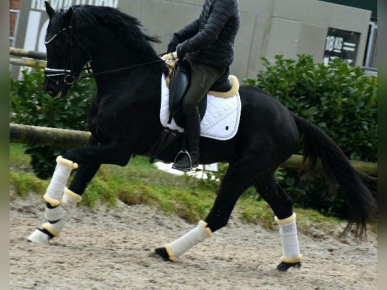 KWPN Castrone 4 Anni 167 cm Morello in Neuss