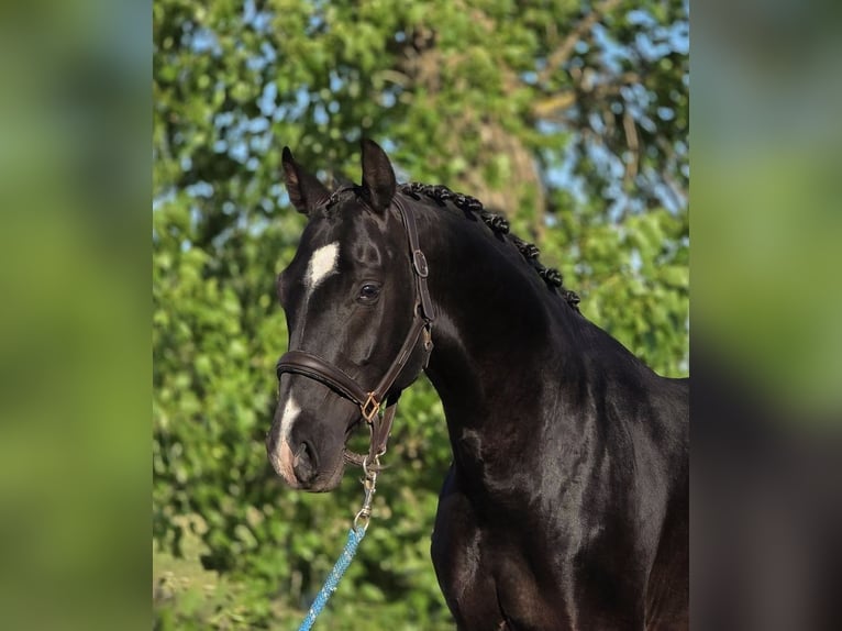 KWPN Castrone 4 Anni 167 cm Morello in Lajosmizse