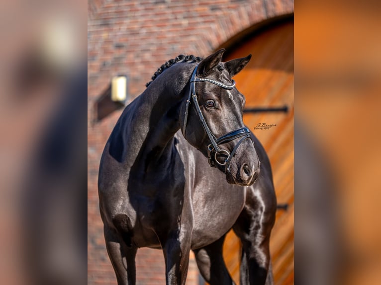KWPN Castrone 4 Anni 167 cm Morello in Sint-Oedenrode