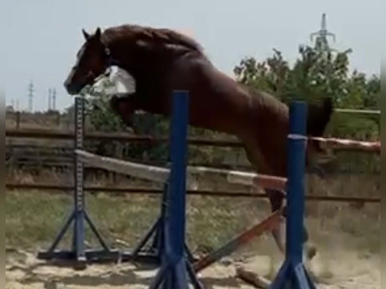 KWPN Castrone 4 Anni 167 cm Sauro in Kassel