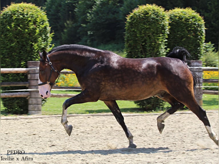 KWPN Castrone 4 Anni 168 cm Baio in KAMNIK