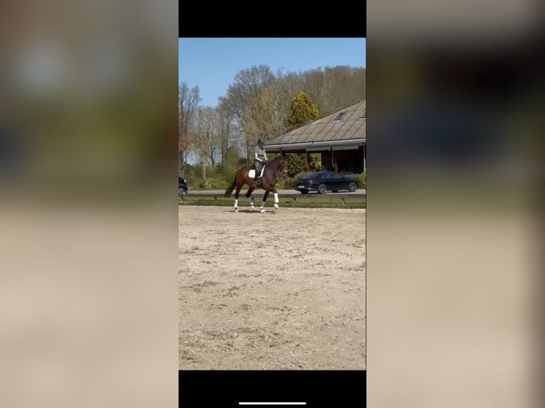 KWPN Castrone 4 Anni 168 cm Baio in Beuningen Gld