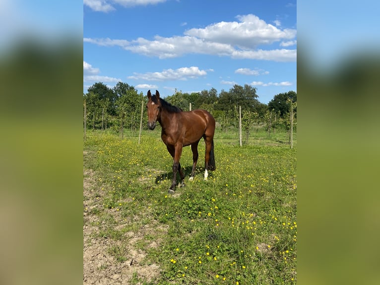 KWPN Castrone 4 Anni 168 cm Baio in Sint-Truiden