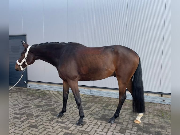 KWPN Castrone 4 Anni 168 cm Baio in Stadtlohn