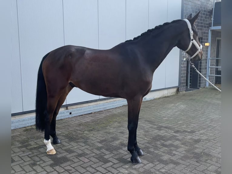 KWPN Castrone 4 Anni 168 cm Baio in Stadtlohn