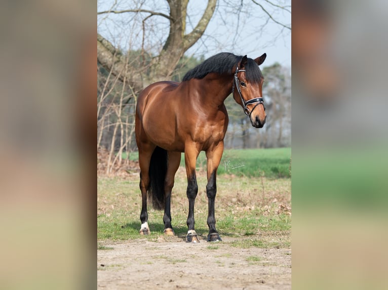 KWPN Castrone 4 Anni 168 cm Baio in Peer