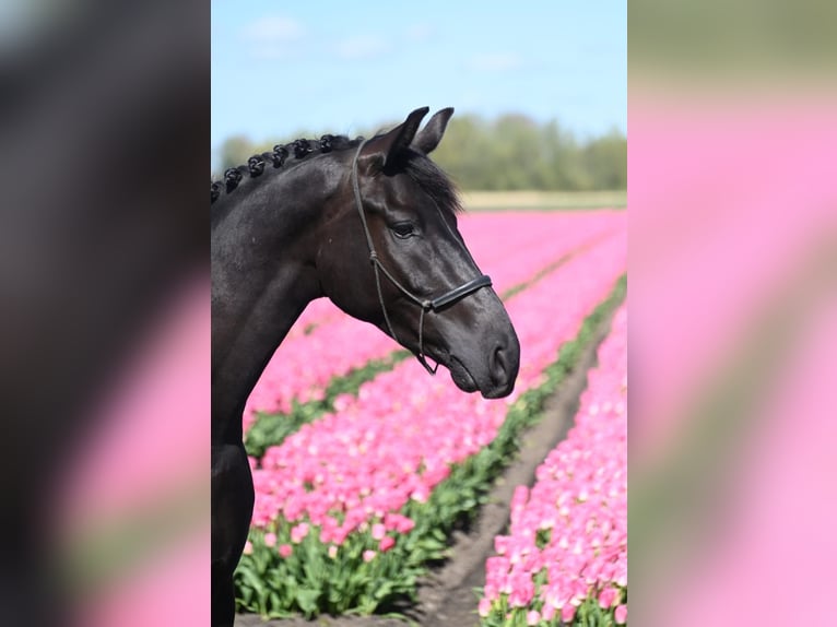 KWPN Castrone 4 Anni 168 cm in Oudendijk