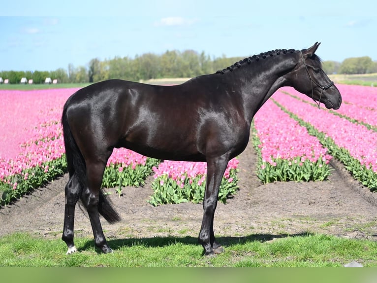 KWPN Castrone 4 Anni 168 cm in Oudendijk