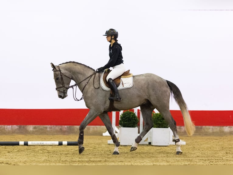 KWPN Castrone 4 Anni 168 cm Grigio in Waddinxveen