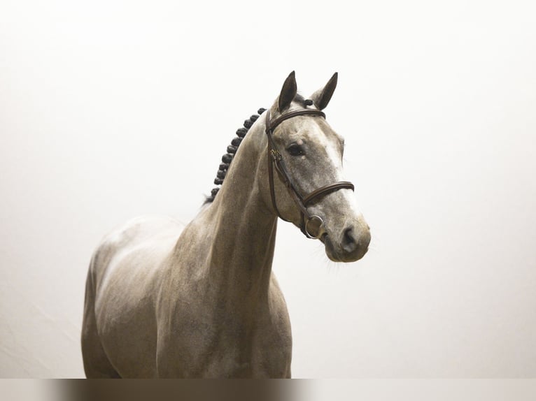 KWPN Castrone 4 Anni 168 cm Grigio in Waddinxveen