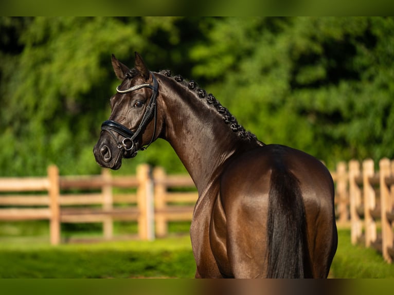 KWPN Castrone 4 Anni 168 cm Morello in Mol