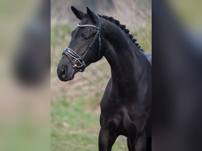 KWPN Castrone 4 Anni 168 cm Morello in Peer