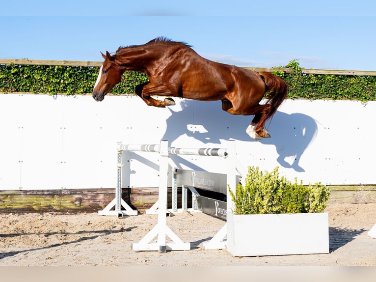 KWPN Castrone 4 Anni 168 cm Sauro in Waddinxveen