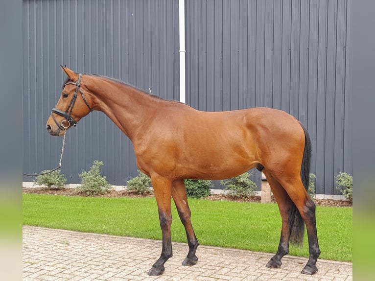 KWPN Castrone 4 Anni 169 cm Baio in Tilburg
