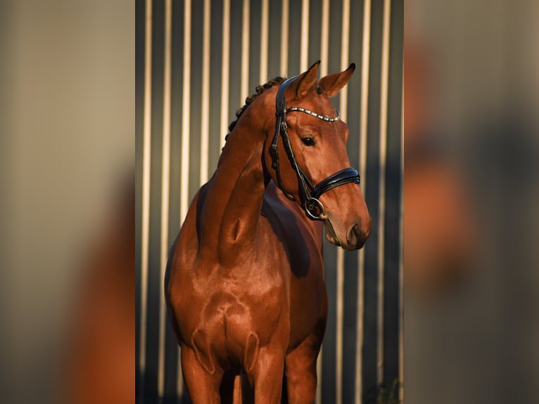 KWPN Castrone 4 Anni 169 cm Baio in Tilburg