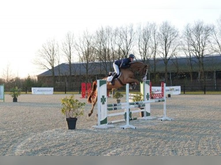 KWPN Castrone 4 Anni 169 cm Baio in Heerde