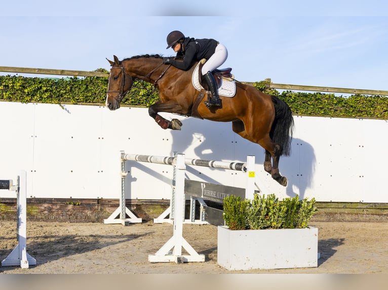 KWPN Castrone 4 Anni 169 cm Baio in Waddinxveen