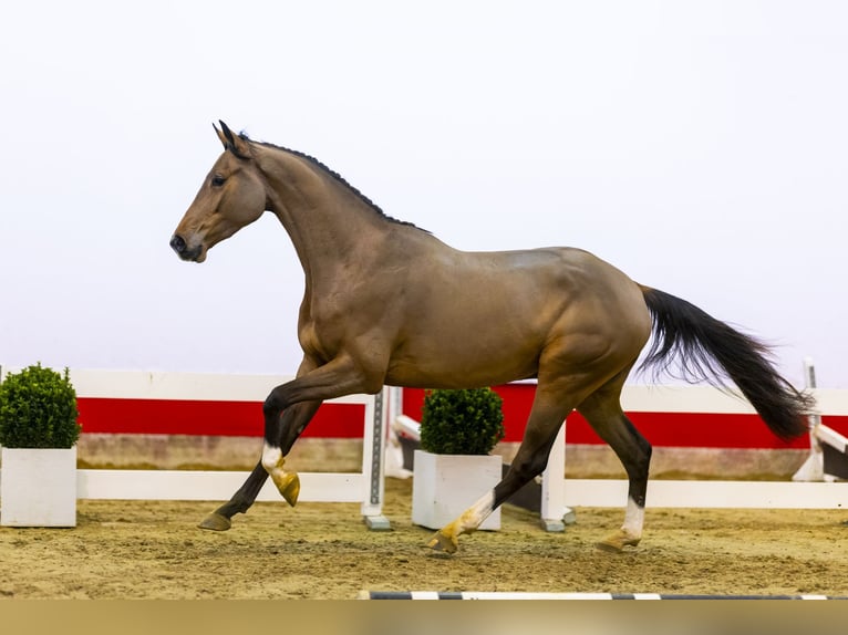 KWPN Castrone 4 Anni 169 cm Baio in Waddinxveen