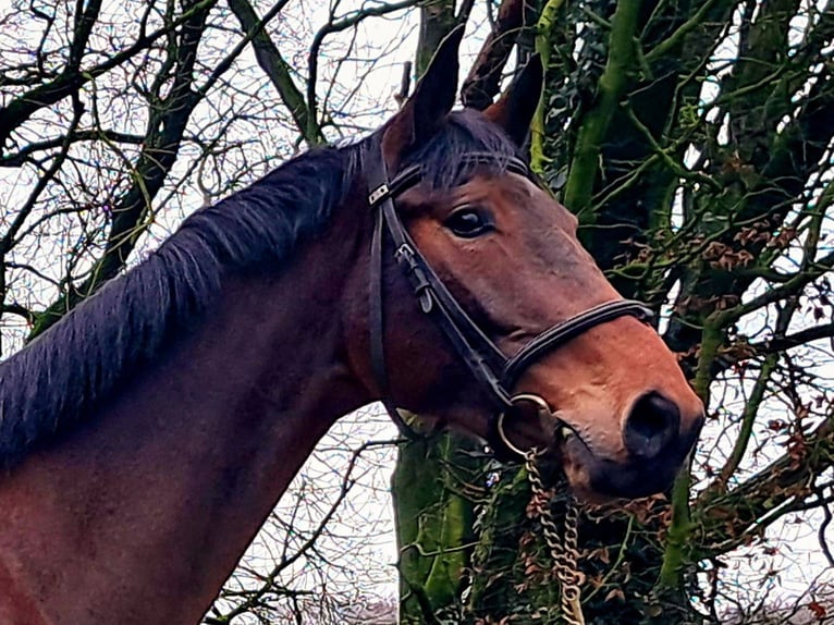 KWPN Castrone 4 Anni 169 cm  in GROTE-BROGEL