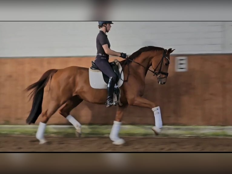 KWPN Castrone 4 Anni 169 cm Sauro in Lippetal