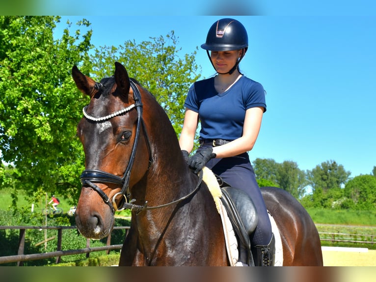 KWPN Castrone 4 Anni 170 cm Baio in Neuss