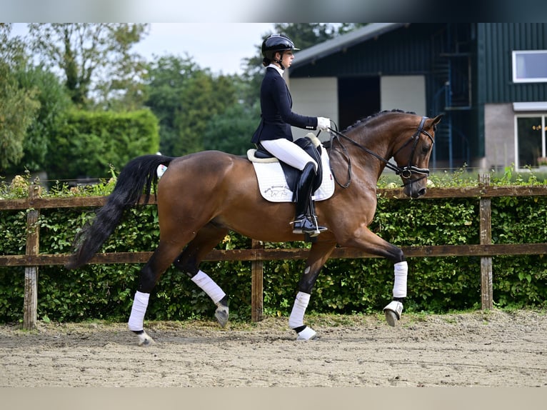 KWPN Castrone 4 Anni 170 cm Baio in de wijk