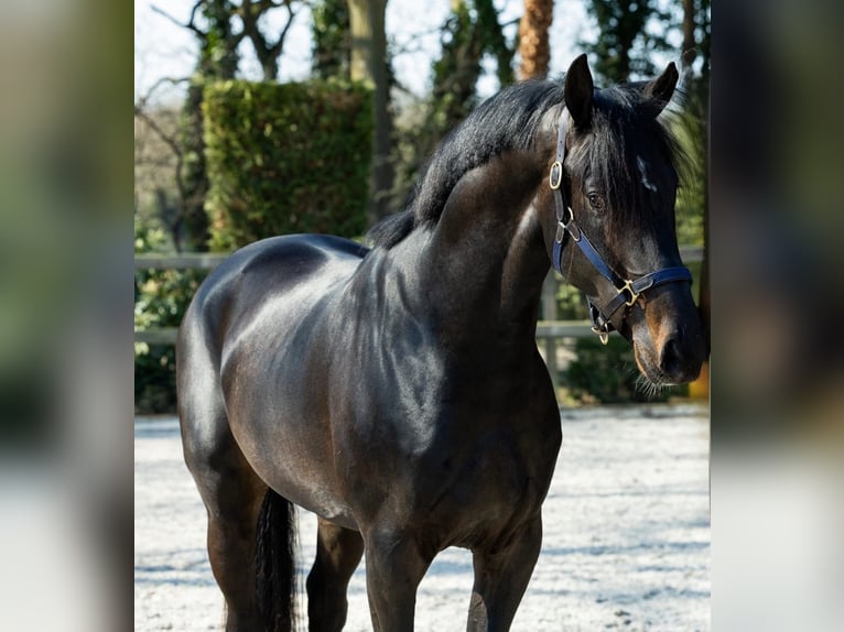 KWPN Castrone 4 Anni 170 cm Baio in Loipersbach im Burgenland