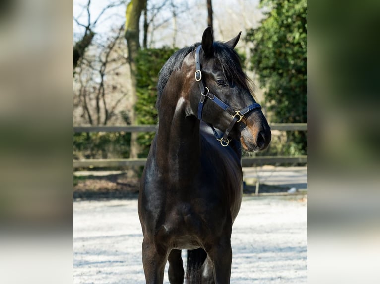 KWPN Castrone 4 Anni 170 cm Baio in Loipersbach im Burgenland