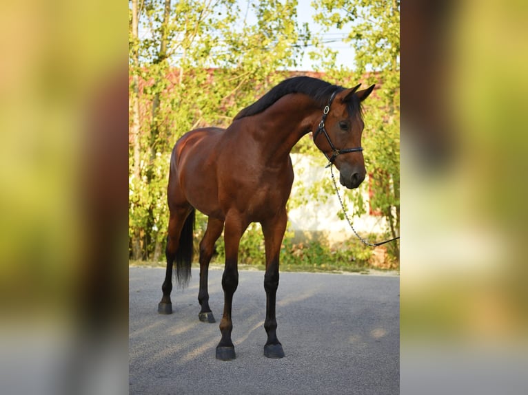 KWPN Castrone 4 Anni 170 cm Baio in B&#xE9;k&#xE9;scsaba