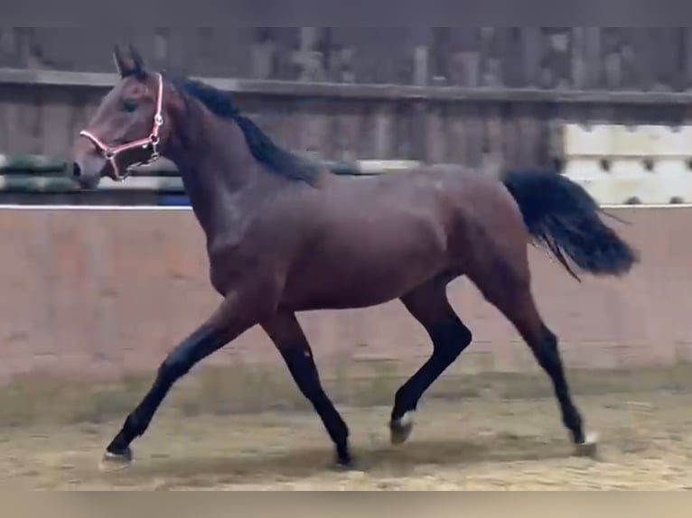 KWPN Castrone 4 Anni 170 cm Baio in Königsbach-Stein