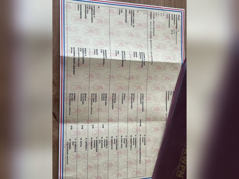 KWPN Castrone 4 Anni 170 cm Baio in H&#xF3;dmez&#x151;v&#xE1;s&#xE1;rhely