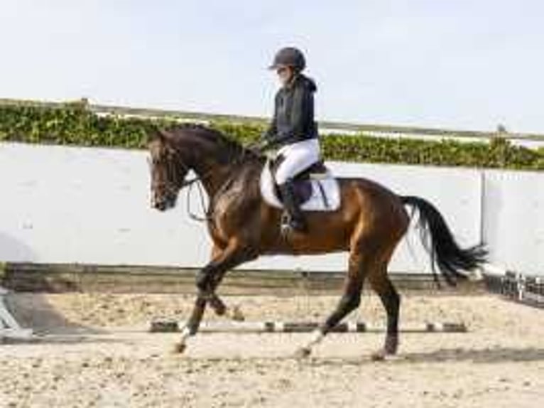 KWPN Castrone 4 Anni 170 cm Baio in Waddinxveen