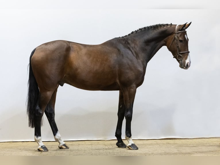 KWPN Castrone 4 Anni 170 cm Baio in Waddinxveen