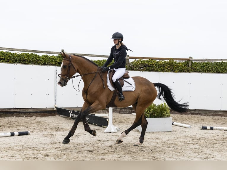 KWPN Castrone 4 Anni 170 cm Baio in Waddinxveen